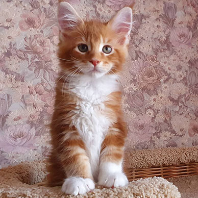 Maine Coon Kitten