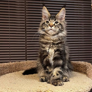 Maine Coon Kitten