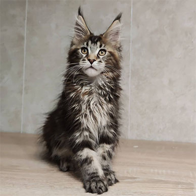 Maine Coon Kitten