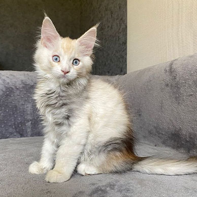 Maine Coon Kitten