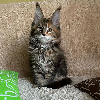 Maine Coon Kitten