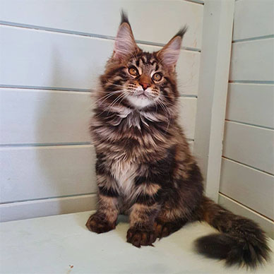 Maine Coon Kitten